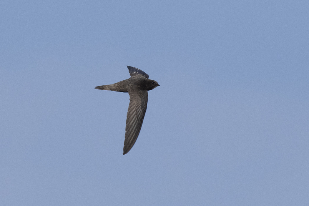 Common Swift